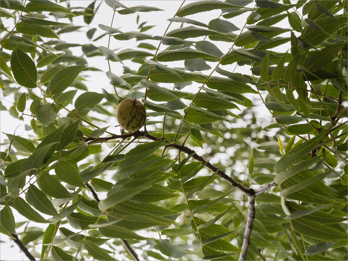 Image of Juglans nigra specimen.