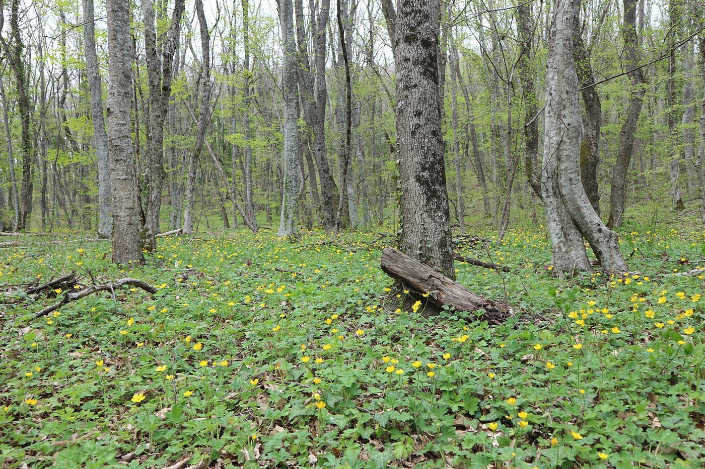 Изображение особи род Ranunculus.