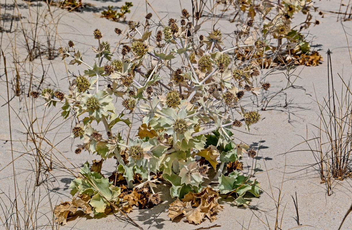 Изображение особи Eryngium maritimum.