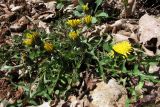 genus Taraxacum. Цветущее растение. Крым, Южный берег, окр. пос. Малый Маяк. 25 апреля 2011 г.