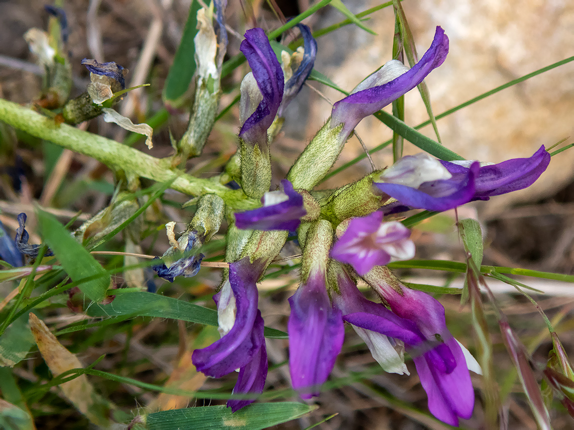 Изображение особи Astragalus suprapilosus.