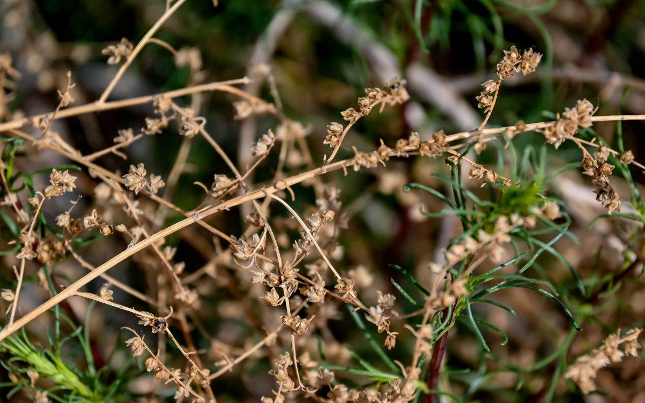 Image of genus Artemisia specimen.