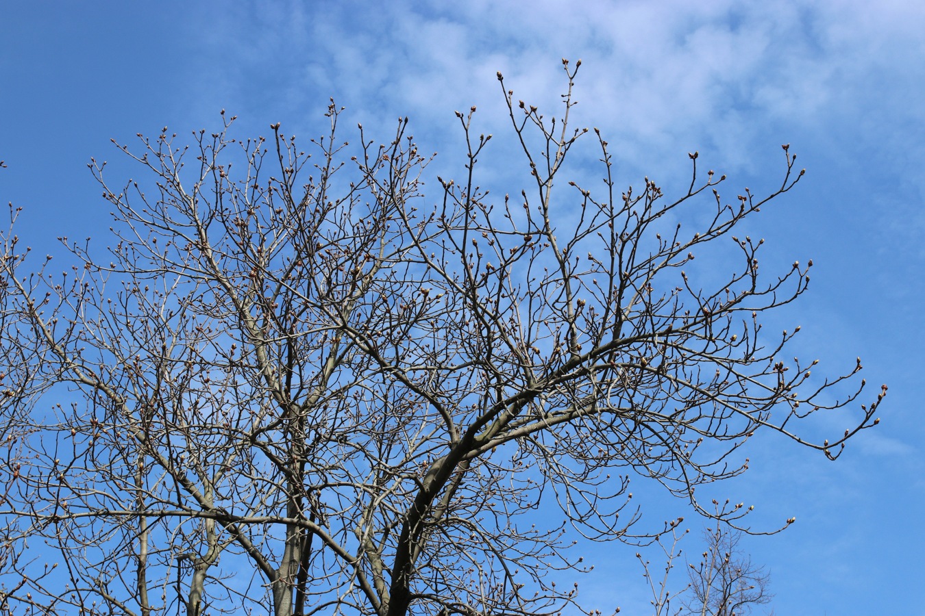 Изображение особи Aesculus hippocastanum.