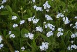 род Myosotis