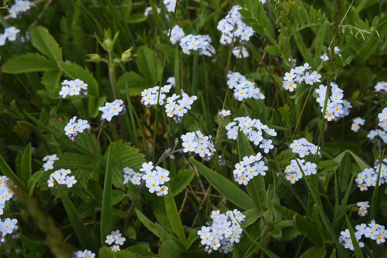 Image of genus Myosotis specimen.