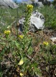 Alyssum turkestanicum variety desertorum. Цветущее растение. Казахстан, Туркестанская обл., окр. с. Жабаглы, плато Иирсу, ≈ 1600 м н.у.м., сухая каменистая нагорная степь. 27 апреля 2026 г.