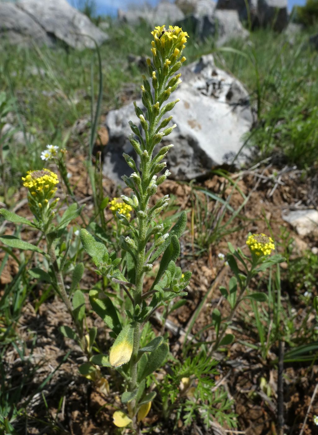 Image of Alyssum turkestanicum var. desertorum specimen.