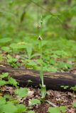 род Ophrys