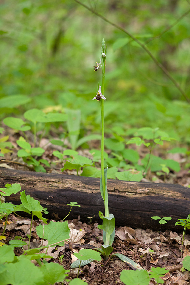 Изображение особи род Ophrys.