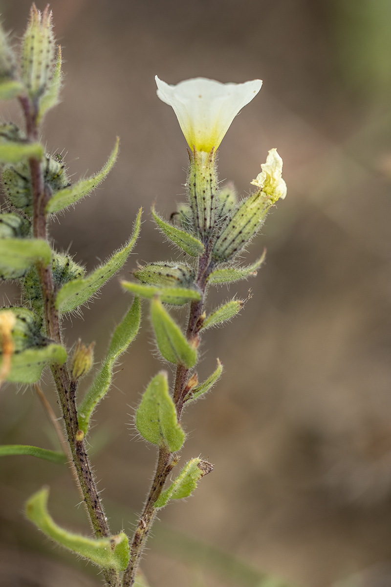 Изображение особи Nonea lutea.