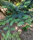 Taxus baccata. Верхушки ветвей. Волгоград, Волгоградский региональный ботанический сад. 23.05.2026.