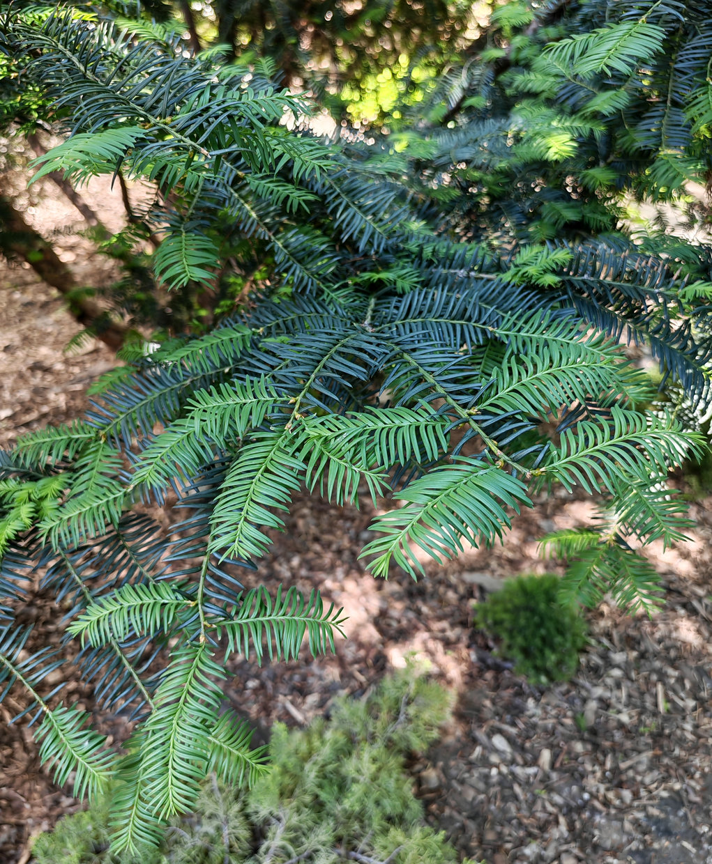 Image of Taxus baccata specimen.