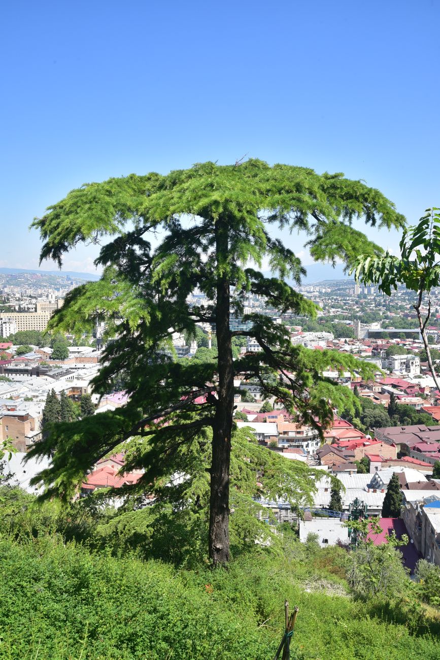 Image of Cedrus deodara specimen.