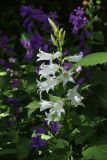 Campanula latifolia. Соцветие (белоцветковая форма). С.-Петербург, Кировский р-н, двор жилого дома, цветник. 23.06.2026.