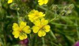 genus Potentilla. Соцветие с цветками и бутонами. Оренбургская обл., Саракташский р-н, Жёлтинский сельсовет, окр. хут. Султанбаево, луговая степь. 9 июня 2025 г.