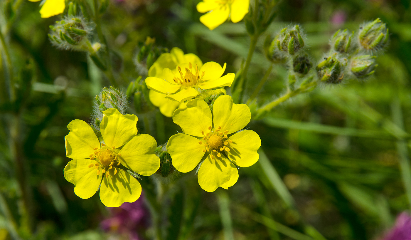 Image of genus Potentilla specimen.