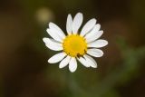 Anthemis ruthenica. Соцветие. Ростовская обл., Семикаракорский р-н, окр. станицы Кочетовская, луг на приречной террасе. 10.05.2026.