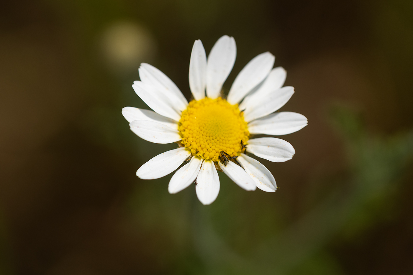 Изображение особи Anthemis ruthenica.