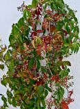 Parthenocissus quinquefolia. Побеги с незрелыми соплодиями. Португалия, округ Лиссабон, г. Кашкайш, в культуре. 05.08.2025.