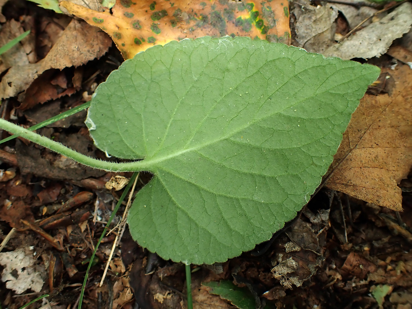 Image of Viola brachyceras specimen.