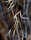 Avena sterilis. Часть соплодия. Португалия, округ Бежа, окр. г. Карвальял, каменистый склон, заросли кустарников. 06.06.2026.