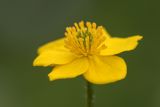 Anemonastrum speciosum. Цветок. Карачаево-Черкесия, Карачаевский р-н, ущ. ручья Тырменлыкол, 2900 м н.у.м., альпийский луг. 08.08.2026.