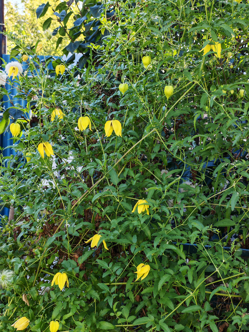 Image of Clematis tangutica specimen.
