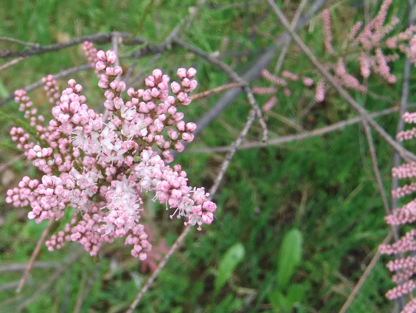 Image of Tamarix tetrandra specimen.