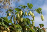 Humulus lupulus. Плодоносящие побеги. Беларусь, г. Витебск, ул. Кондратьева близ музея М. Шагала, на заборе. 03.10.2026.