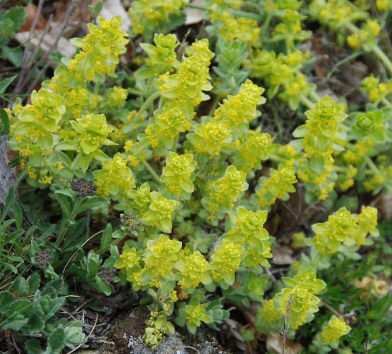 Image of Cruciata laevipes specimen.