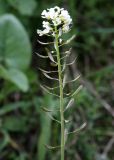 Noccaea ferganensis