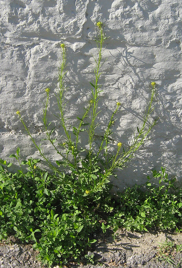 Изображение особи Sisymbrium confertum.