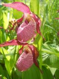 Cypripedium × ventricosum. Цветки. Новосибирская обл., Искитимский р-н, пгт Линёво, школьный заказник орхидей, берёзовый колок. 8 июня 2011 г.