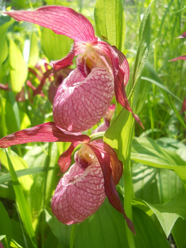 Изображение особи Cypripedium &times; ventricosum.