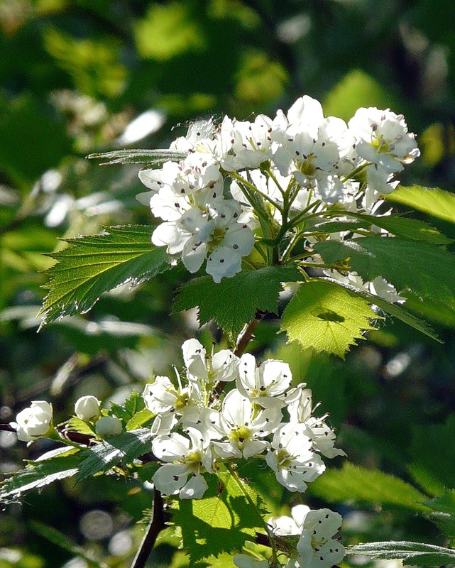 Изображение особи род Crataegus.