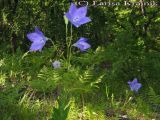 Platycodon grandiflorus. Верхушка цветущего растения