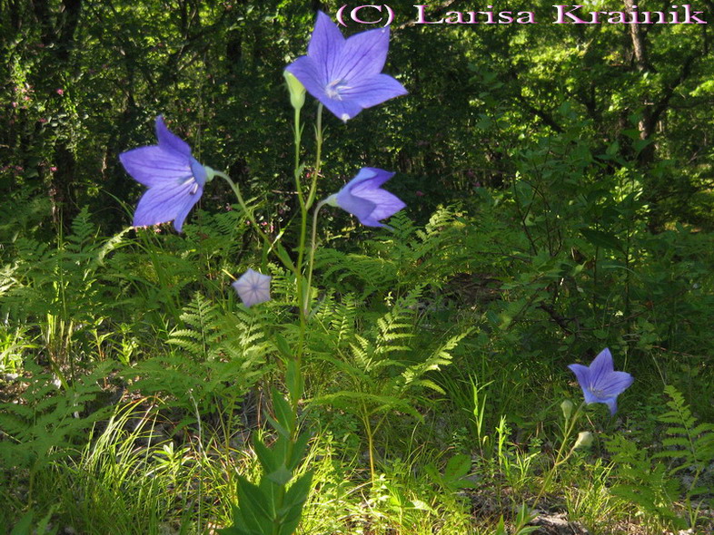 Изображение особи Platycodon grandiflorus.