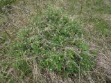 Alchemilla alpina