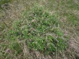 Alchemilla alpina