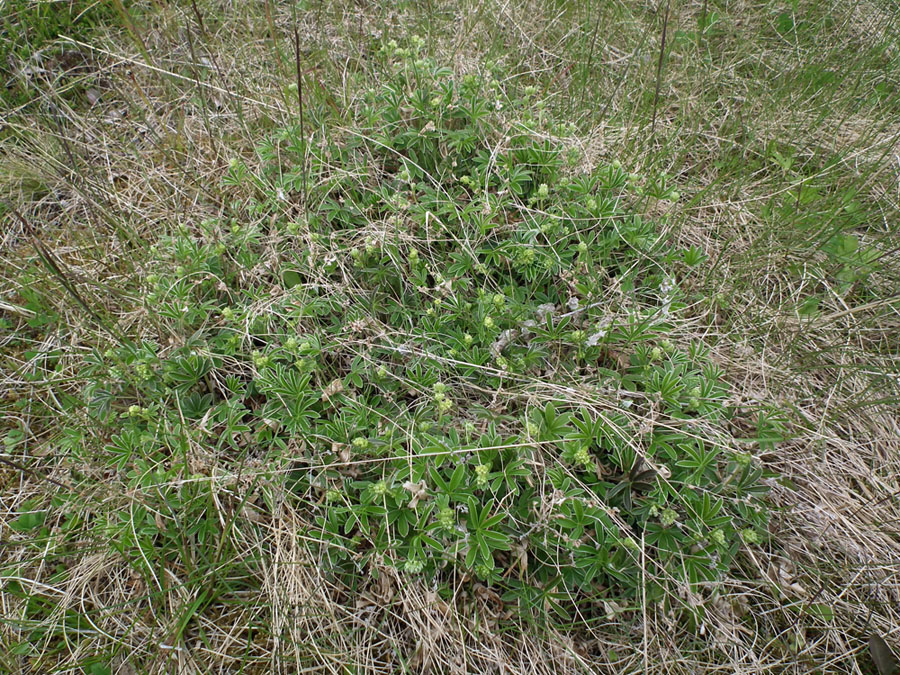 Изображение особи Alchemilla alpina.