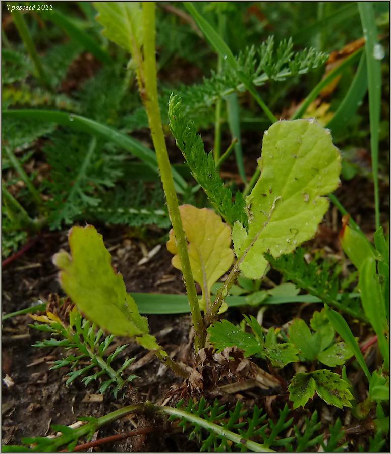 Изображение особи Raphanus raphanistrum.