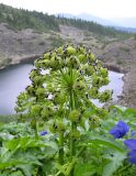 Archangelica sajanensis. Соцветие с кормящимися насекомыми. Красноярский край, природный парк \"Ергаки\", щебнистый склон к Цирковому озеру, субальпийский луг. 04.08.2007.