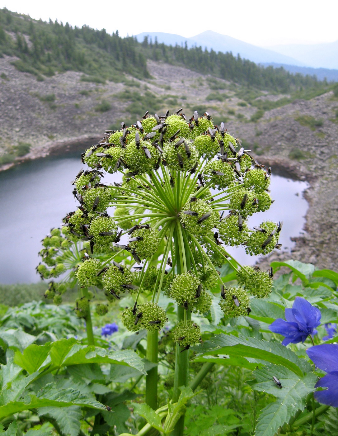 Изображение особи Archangelica sajanensis.