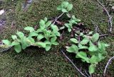 Veronica officinalis