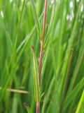 Epilobium palustre. Часть побега. Нидерланды, провинция Drenthe, национальный парк Drentsche Aa, заказник Eexterveld, заболоченный луг. 29 июня 2008 г.