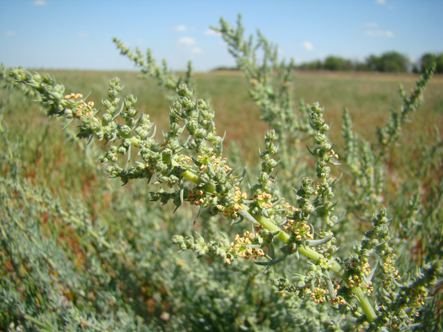 Image of Suaeda prostrata specimen.