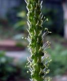 Plantago major