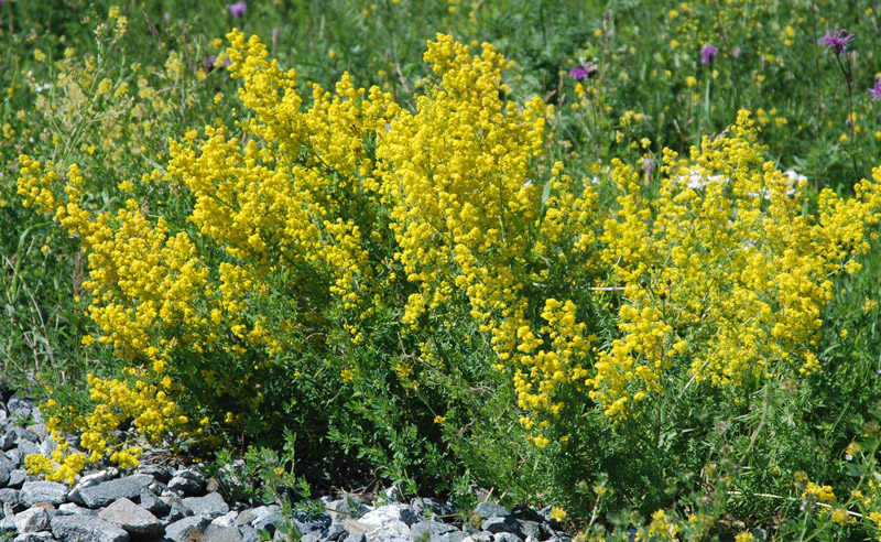 Изображение особи Galium verum.