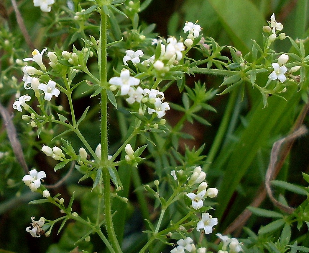 Изображение особи Galium humifusum.