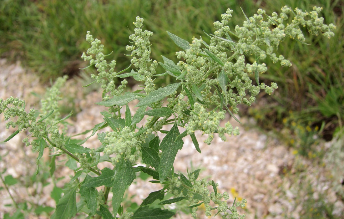 Изображение особи Chenopodium album.